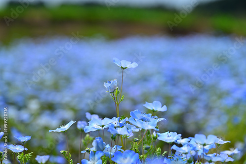 可愛いネモフィラの花