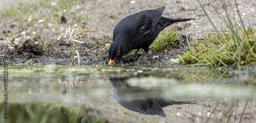 Quadro em tela Blackbird quenching thirst drinking water with reflection