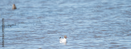 Obraz na płótnie Black-headed gull floats serenely on rippling blue water surface