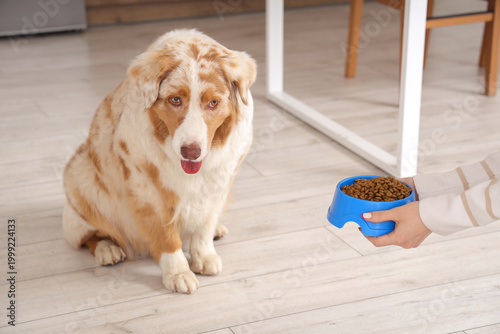 Australian Shepherd dog and...