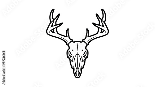 An illustration of a deer skull with antlers on a white background