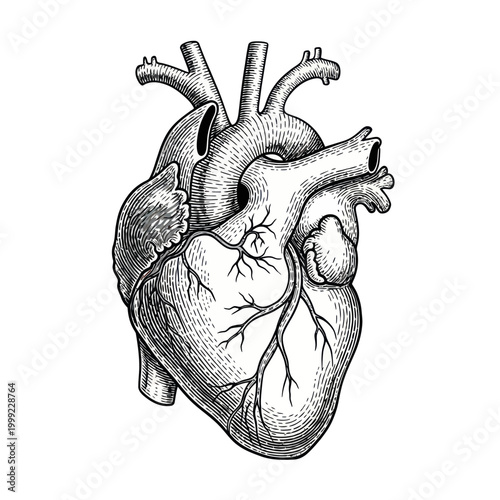 Vintage Anatomical Human Heart Illustration