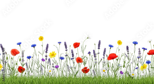 Colorful wildflower grass border isolated on transparent background
