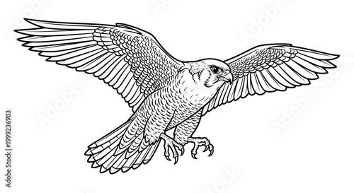 Detailed Illustration of a Peregrine Falcon in Flight, Majestic Bird of Prey Art