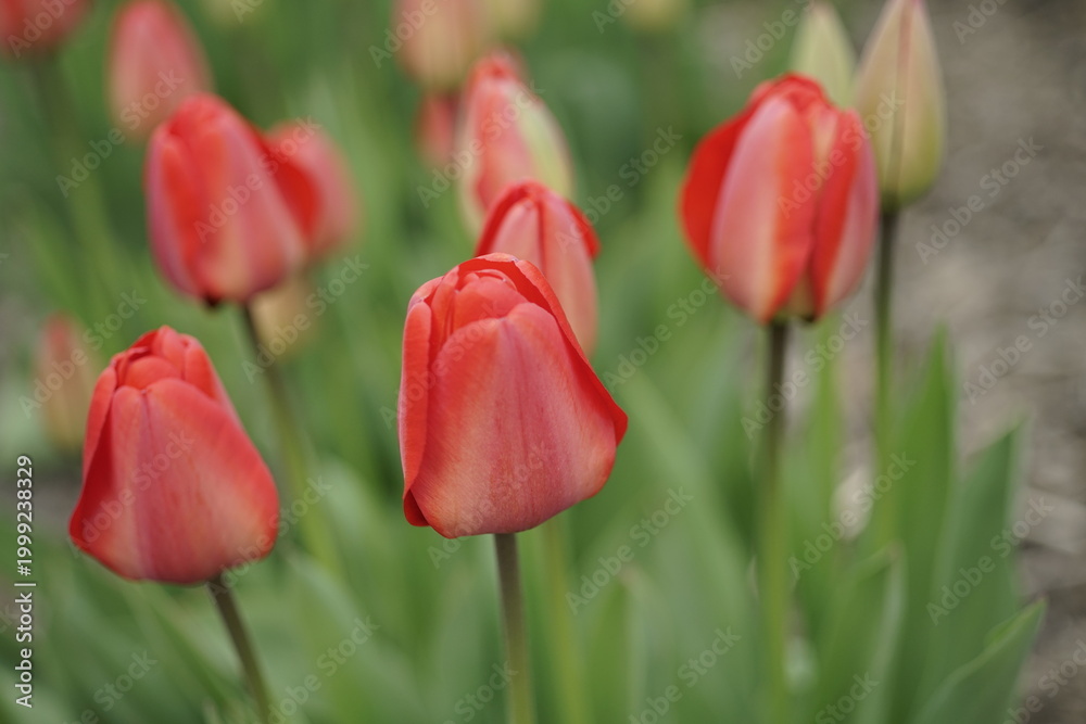 Fototapeta premium Rote Tulpen in einem Garten