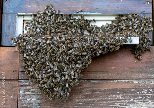 Fotografía A dense cluster of honey bees (Apis mellifera) hanging from the landing board and entrance of a traditional wooden beehive