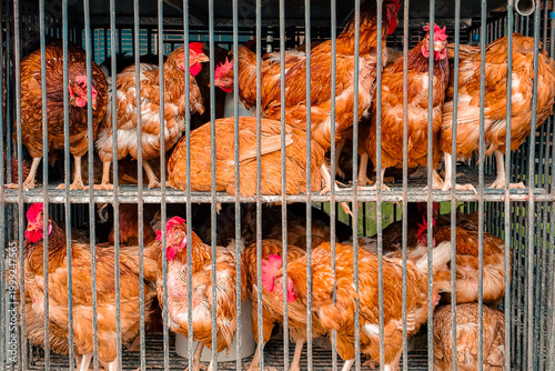 Group of live brown chickens crowded in metal cages at a traditional livestock market, ready for sale