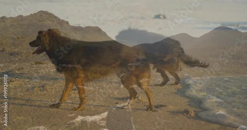 Obraz Walking dark-coated dog moving along sandy rocky beach at golden hour, showing double-exposure