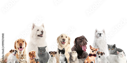 Many cute pets on white bac...