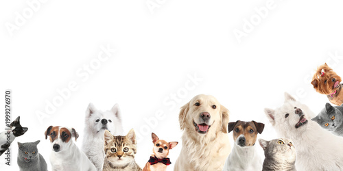 Many cute cats and dogs on ...