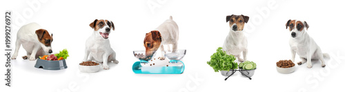 Set of cute dog and bowls w...