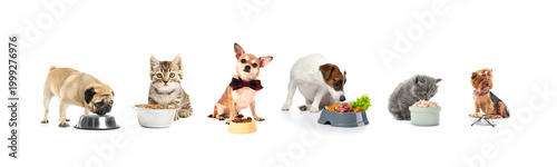 Set of cute pets and bowls ...