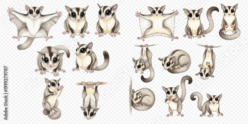 Set of cute sugar gliders in various poses, hand-drawn watercolor illustration on transparent background.