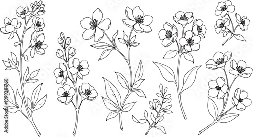Black and white line of jasmine flower sprigs
