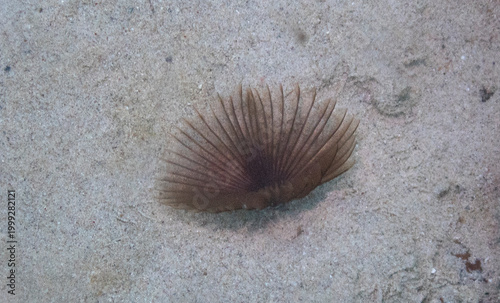 Variegated Feather Duster