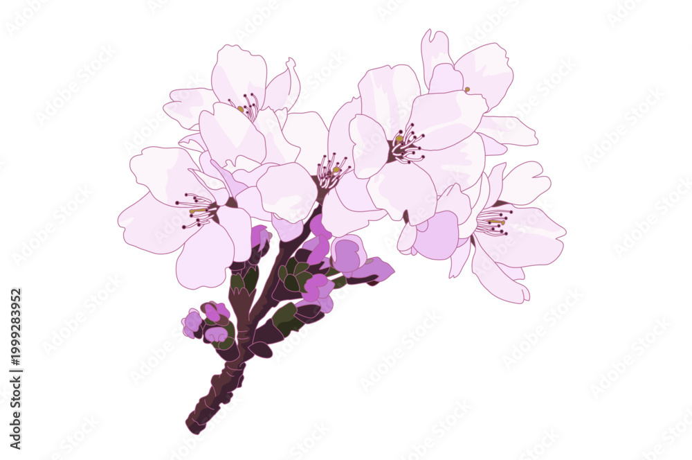 Naklejka premium 桜の枝