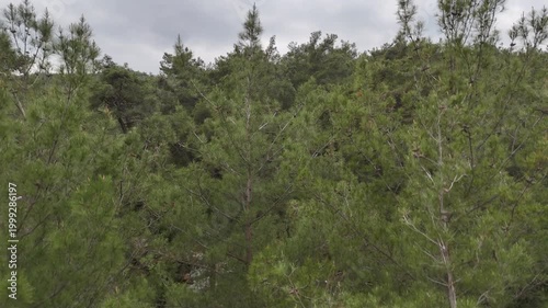 Mountains and Trees Drone Shot