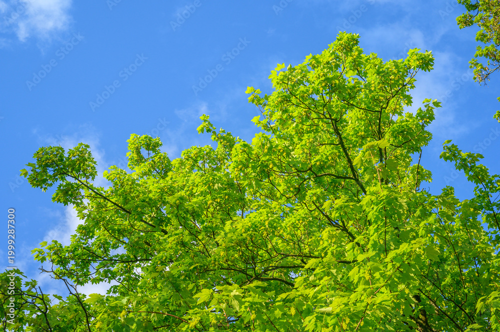 Fototapeta premium Bright green maple tree leaves against a clear blue sky with wispy clouds