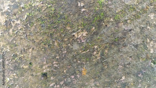moss on the stone