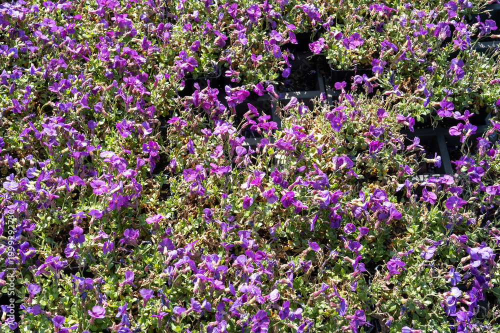 Obraz premium Many purple aubrieta flowers blooming in nursery pots