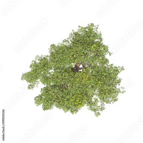 tree top view, isolated on white background, 3D illustration, cg render