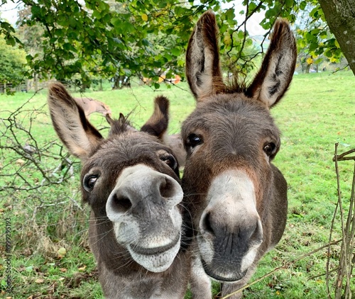 Cuadro en lienzo Two Curious Donkeys Looking at Camera in Green Pasture Field