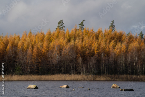 autumn lake landscape with forest 