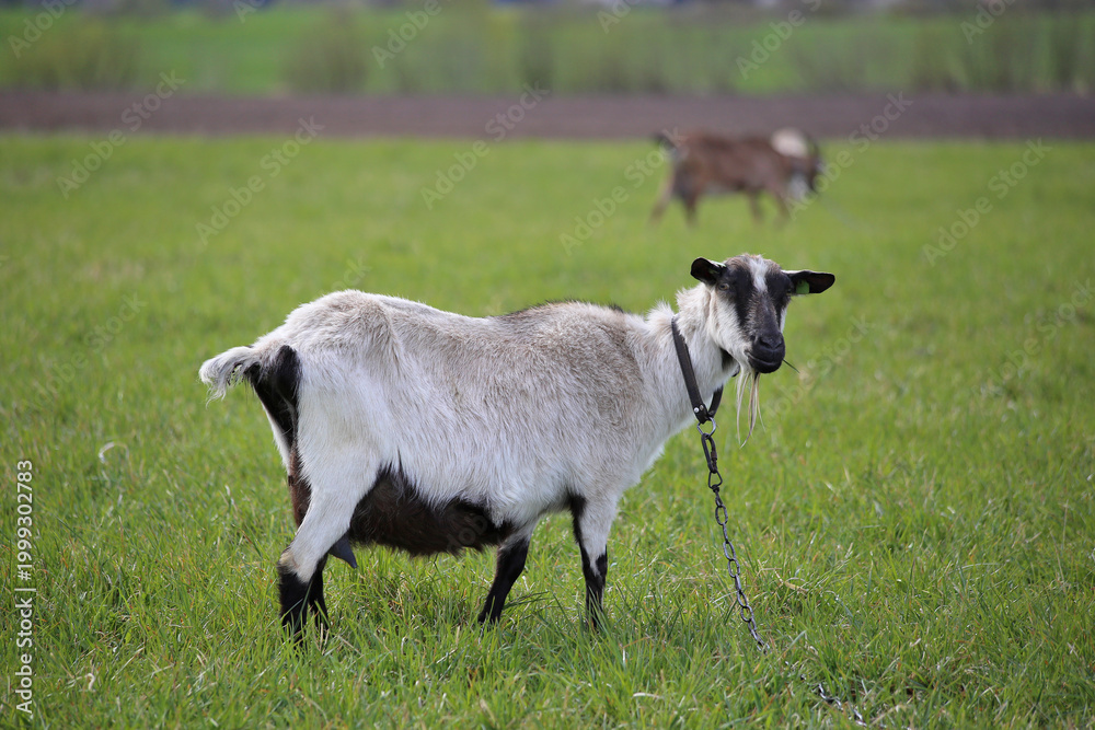 Obraz premium A goat on a chain, wearing a collar, is standing in a green meadow.