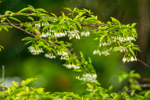 Moke or water jasmine or Wrightia religiosa flower.