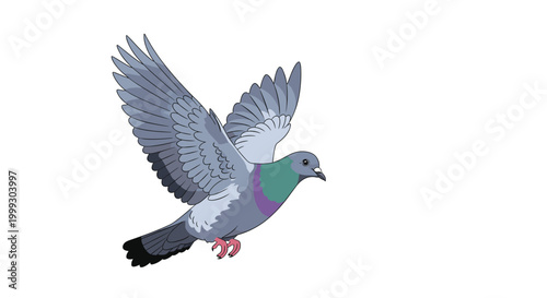 Detailed illustration of a pigeon in mid flight with its wings spread wide showing gray and blue feathers against a white background.