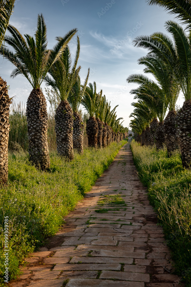 Fototapeta premium palm trees in the park