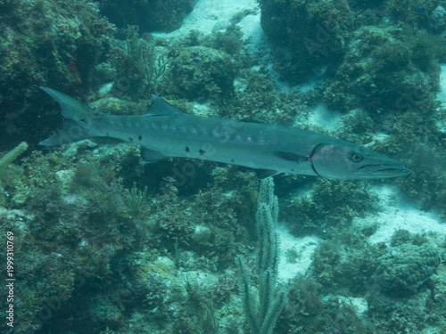 Great Barracuda