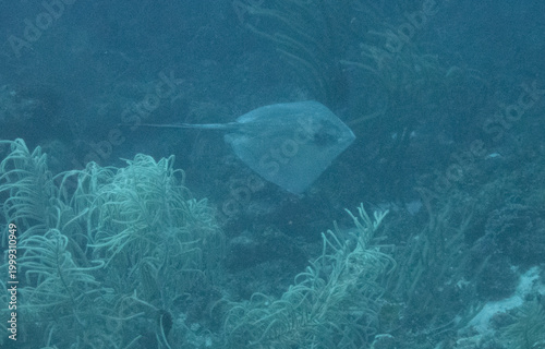 Southern Stingray