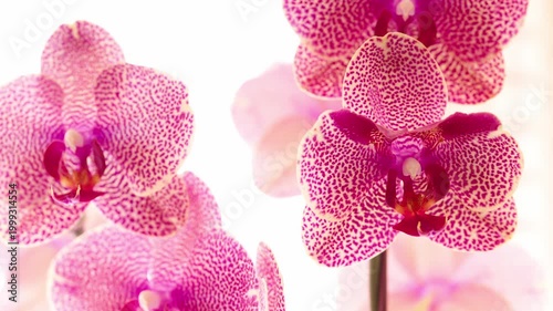 Phalaenopsis I-Hsin Sesame Orchid close up camera slide and zoom.  Commonly called a moth orchid, this popular houseplant is known for its small spotted pink patterning. 