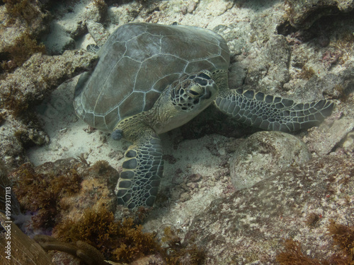 Green Turtle