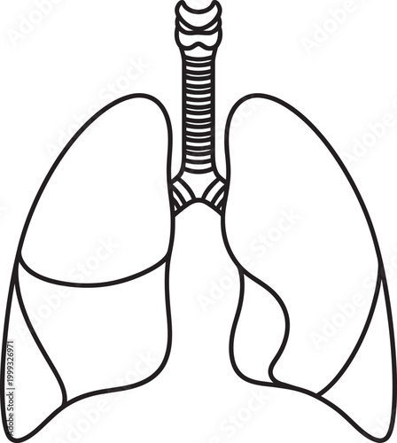 Anatomical illustration of human rib cage and thoracic spine Vector