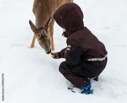 A small child gives a deer a piece of bread in a snowy winter