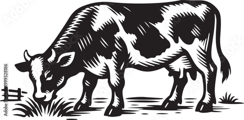 Black and white cow grazing Vector