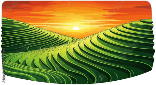 Green tea plantation landscape with sunset