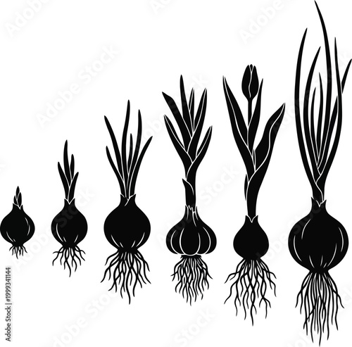 Black silhouette set of onion plant growth stages from bulb to sprout and flower