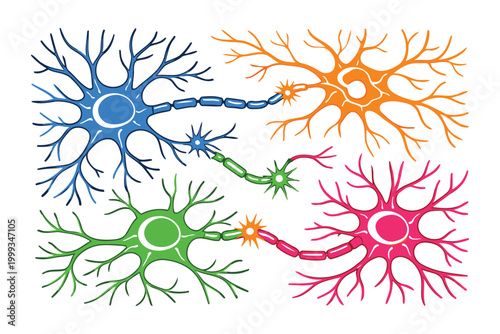 Colorful neurons connecting in a brain network illustration Vector