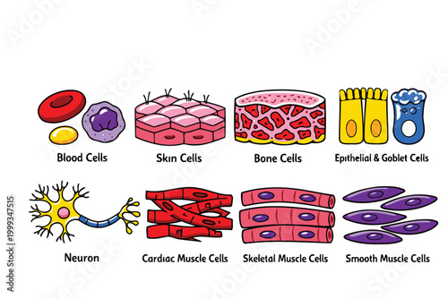 Illustrated human cell types infographic with labels Vector