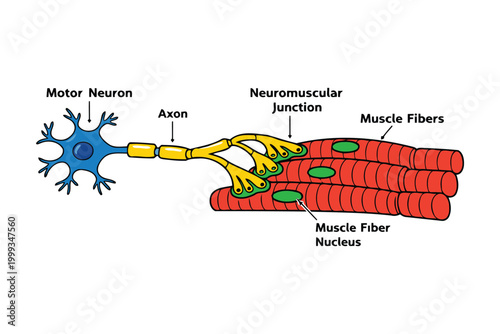 Motor neuron connecting to muscle fibers at neuromuscular junction Vector