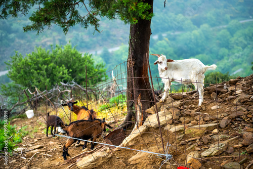 Fotografie Wild free roaming goats herd grazing at mountains on Ikaria island, Greece at to