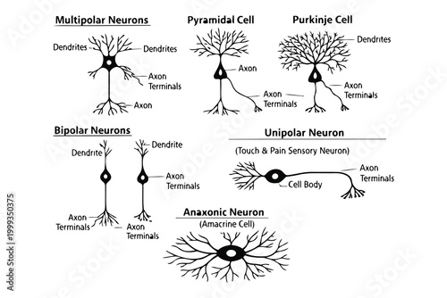 Fotografie Diagram of different types of neurons with labeled parts Vector