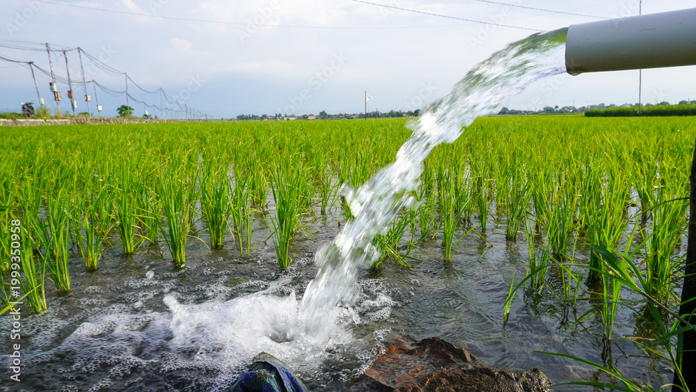 Naklejka premium Irrigation of rice fields using pump wells with the technique of pumping water from the ground to flow into the rice fields. The pumping station where water is pumped from a irrigation canal system.