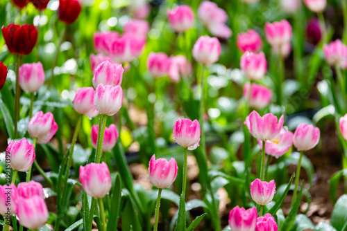 Blooming pink and white tulip flowers with water dewdrops on petals. fresh and colorful tulip floral garden with green leaves under natural sunlight. high quality nature photography.