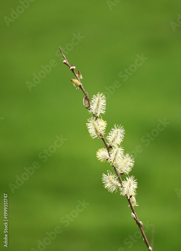 Naklejka bourgeons du saule pleureur 
