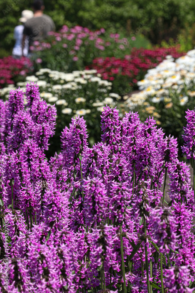 Obraz premium purple flowers in the garden