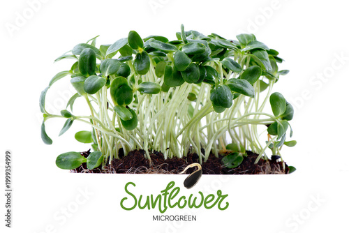 Organic Sunflower Microgreens Sprouts Growing against White Background. Healthy edible sprouts rich in nutrients, ideal for concepts of organic food, urban farming and healthy nutrition.